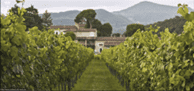 Vineyard image - Conti Ducco